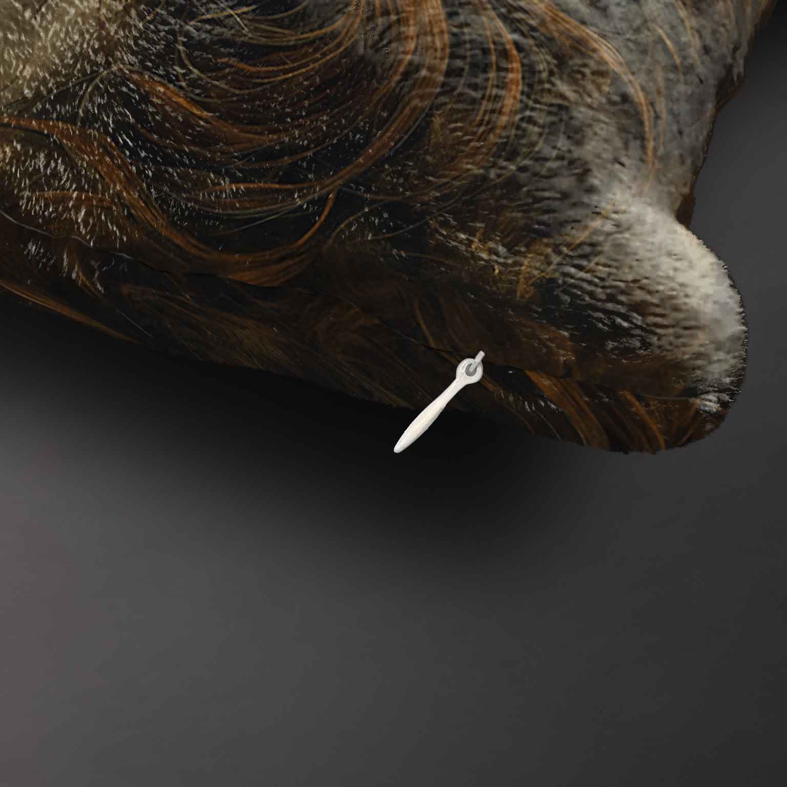 Pledas Imagine „Pagonė