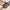 Cosmetics Ambrosius Bosschaert 